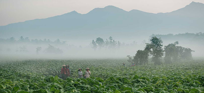 Farmers in tobacco field